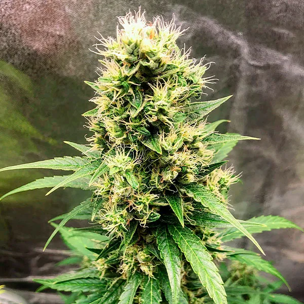 AK 47 AUTO