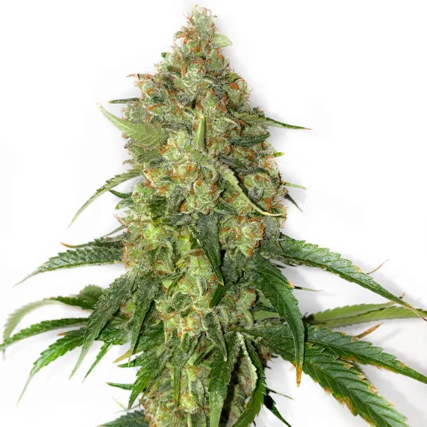 AFGHAN LEMON