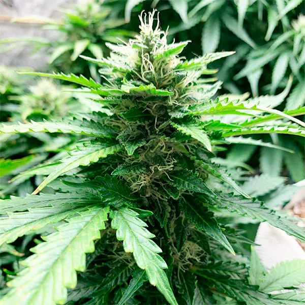 AMNESIA AUTO