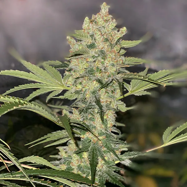 GELATO #33