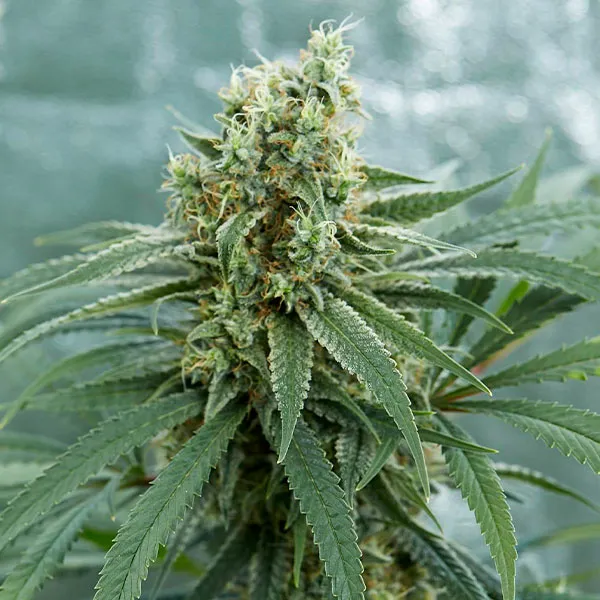 GIRL SCOUT COOKIES
