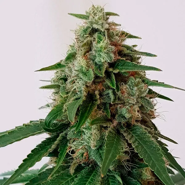 GORILLA GLUE #4