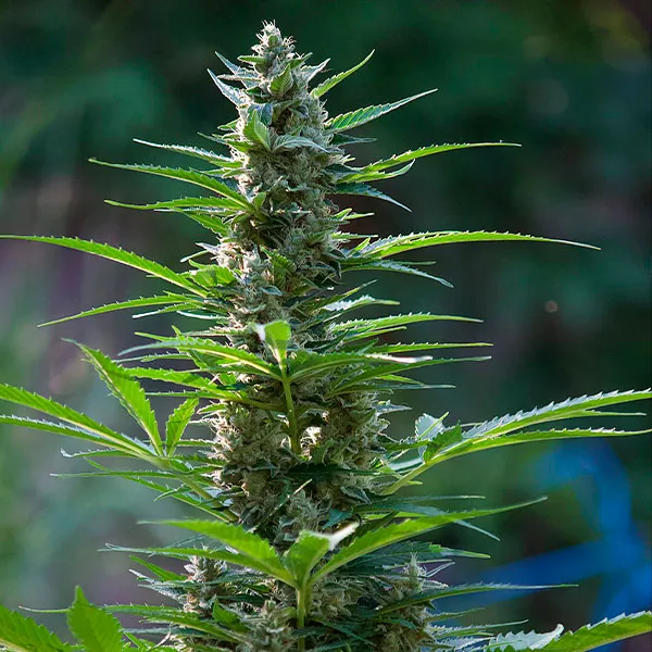 GREAT WHITE SHARK