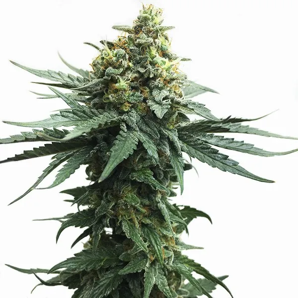 OG KUSH CBD