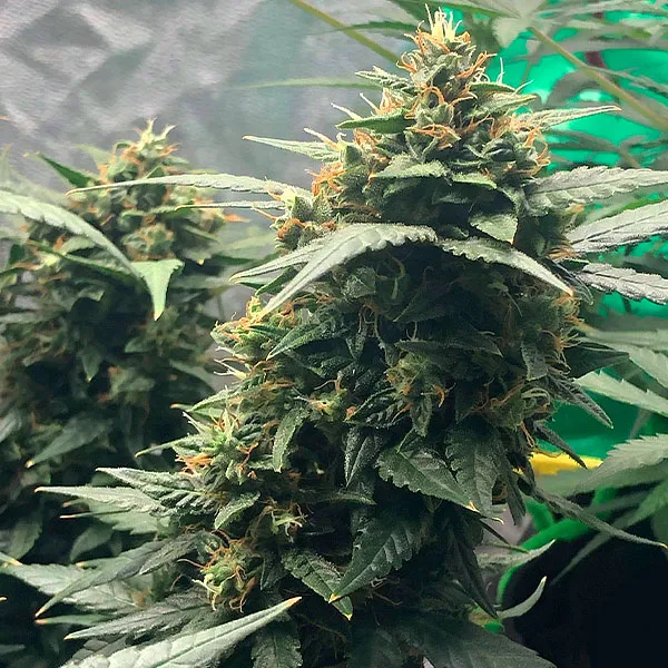 AGENT ORANGE
