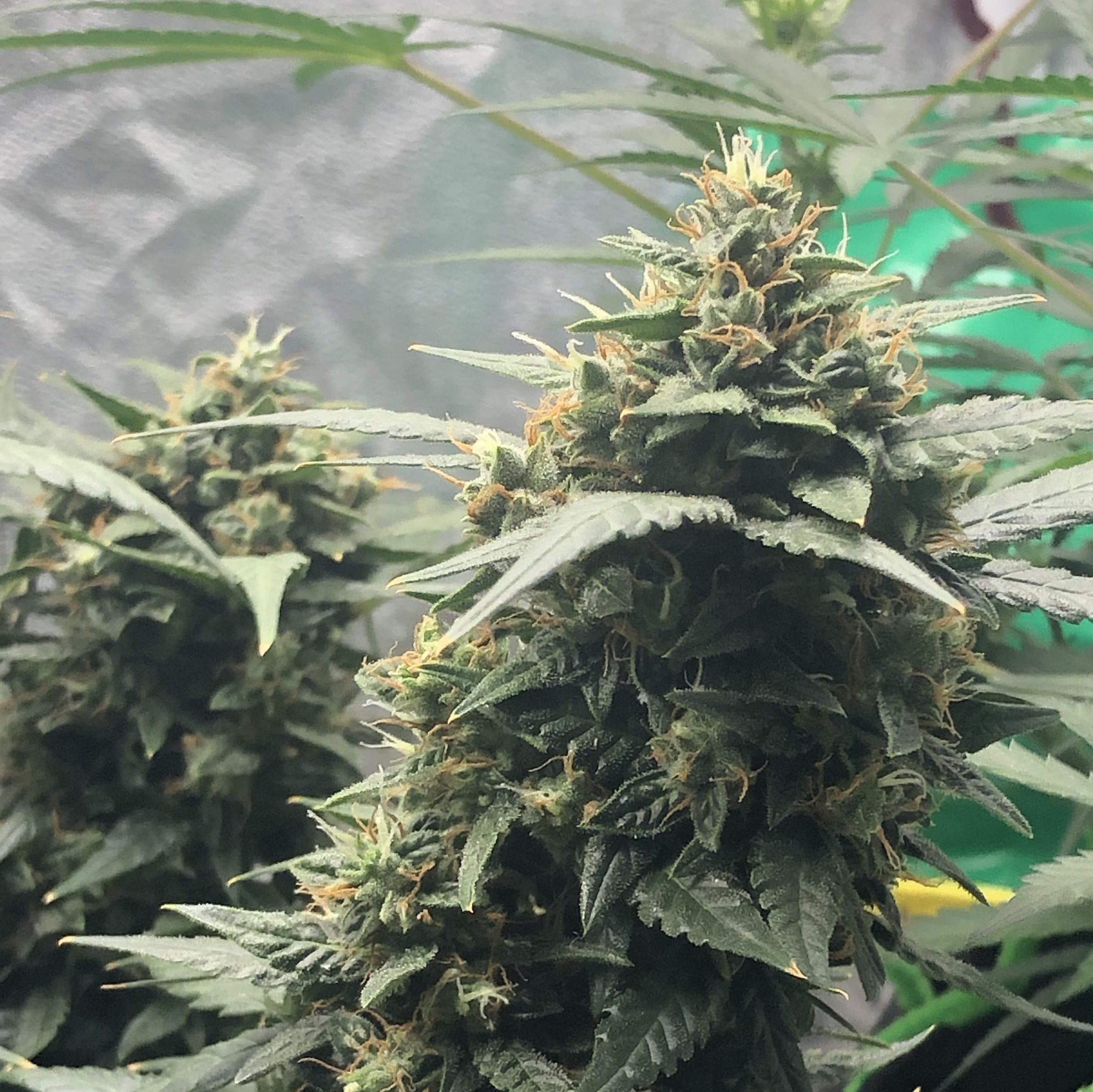 AGENT ORANGE AGENT ORANGE