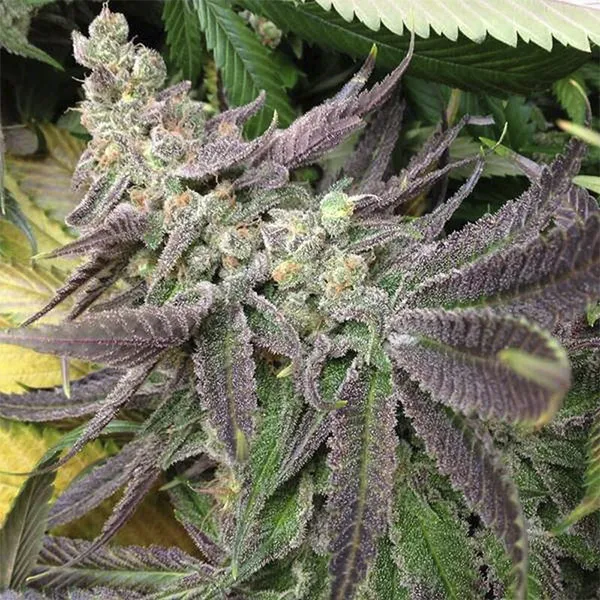 STRAWBERRY CBD