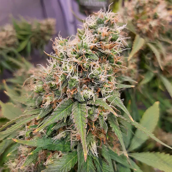 SUPER SILVER HAZE CBD