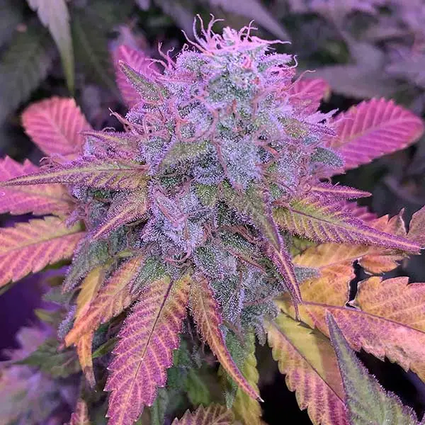 CANDY KUSH REGULAR