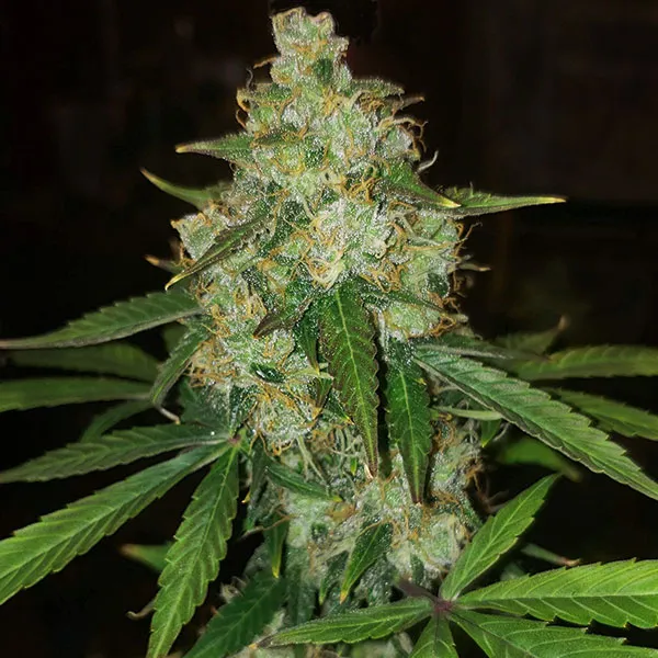 CRITICAL FAST BUD AUTO