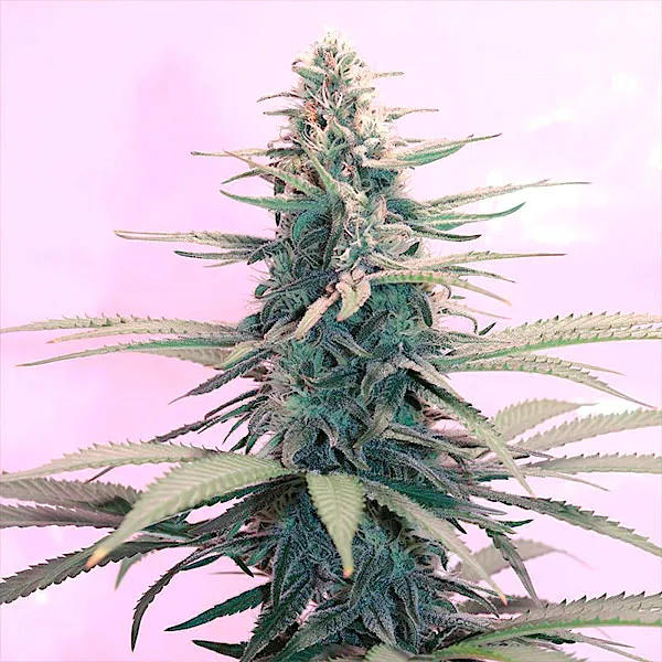 HARLEQUIN CBD