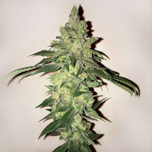 SOUR DIESEL CBD