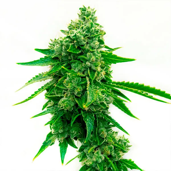 TANGIE CBD