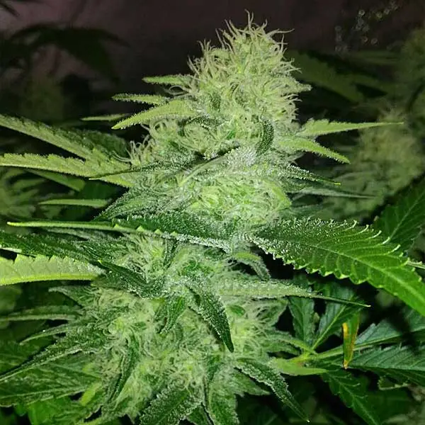 WHITE RUSSIAN FAST