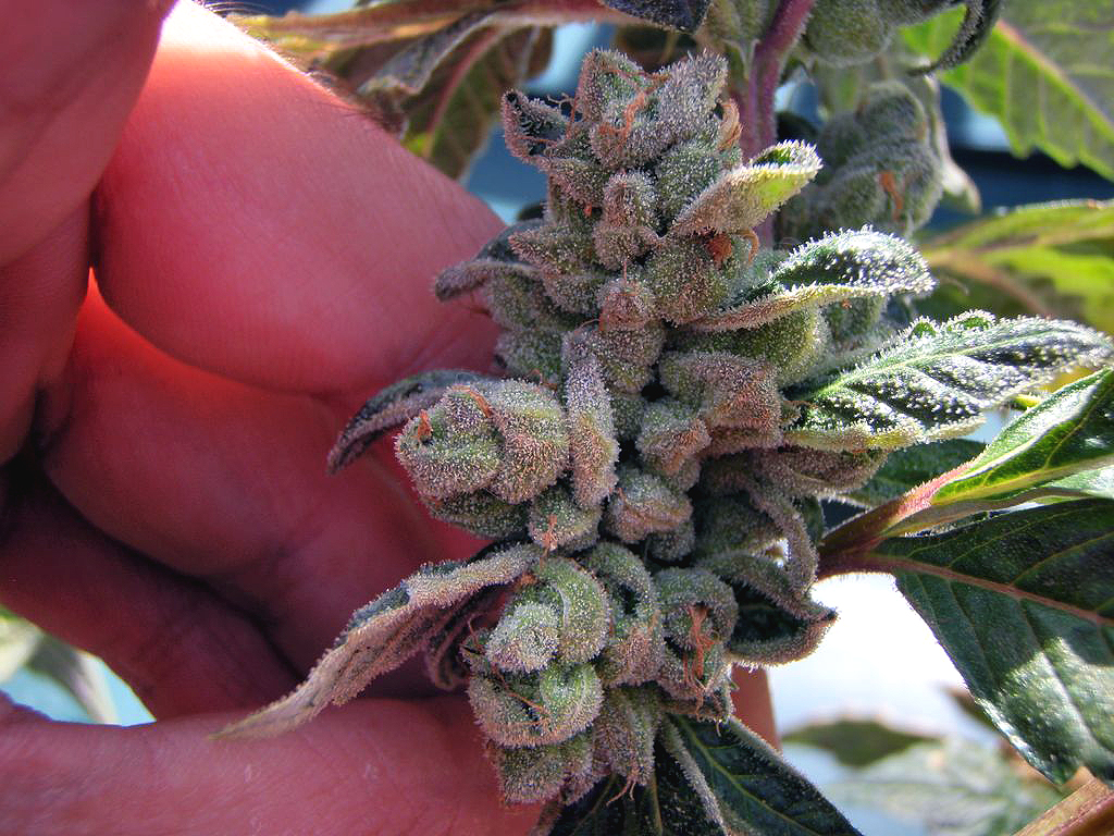 Genética básica para variedades de cannabis