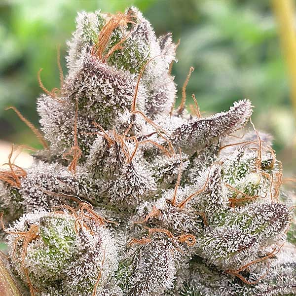 BRUCE BANNER ZKITTLEZ